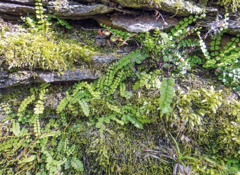 Der Braunstielige Streifenfarn (Asplenium trichomanes)