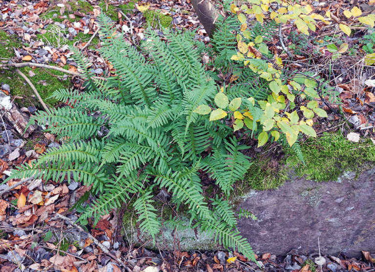 Tüpfelfarn (Polypodium vulgare)